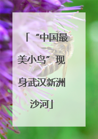 “中国最美小鸟”现身武汉新洲沙河