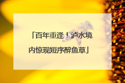 百年重逢！泸水境内惊现短序醉鱼草