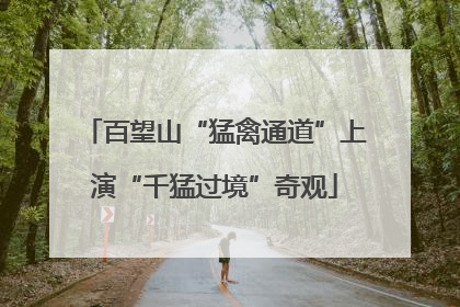百望山“猛禽通道”上演“千猛过境”奇观