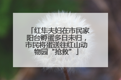 红隼夫妇在市民家阳台孵蛋多日未归，市民将蛋送往红山动物园“抢救”