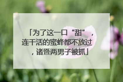 为了这一口“甜”，连干活的蜜蜂都不放过，诸暨两男子被抓