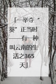一举夺“葵”正当时——有一种叫云南的生活之365天