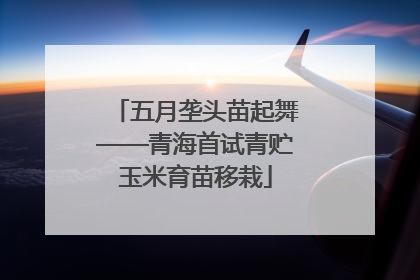 五月垄头苗起舞——青海首试青贮玉米育苗移栽