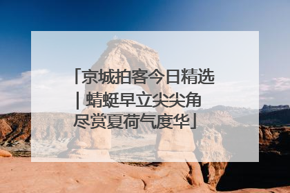 京城拍客今日精选｜蜻蜓早立尖尖角 尽赏夏荷气度华