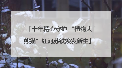 十年精心守护 “植物大熊猫”红河苏铁焕发新生