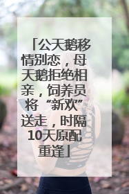 公天鹅移情别恋，母天鹅拒绝相亲，饲养员将“新欢”送走，时隔10天原配重逢