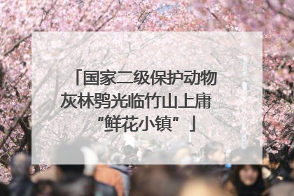 国家二级保护动物灰林鸮光临竹山上庸“鲜花小镇”