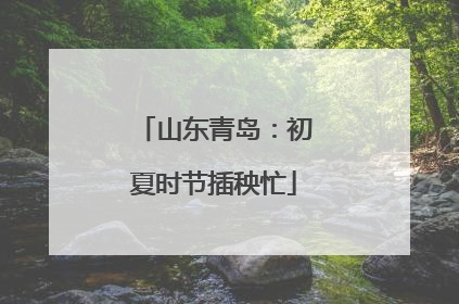 山东青岛：初夏时节插秧忙