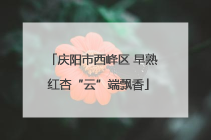 庆阳市西峰区 早熟红杏“云”端飘香