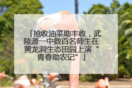 抢收油菜助丰收，武陵源一中数百名师生在黄龙洞生态田园上演“青春助农记”