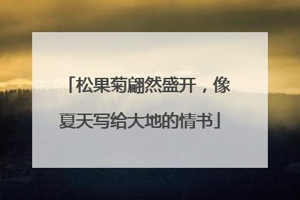 松果菊翩然盛开，像夏天写给大地的情书