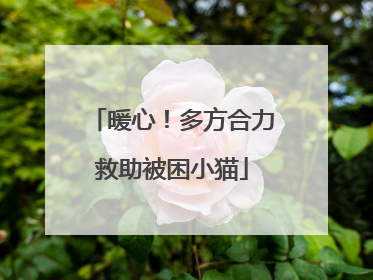 暖心！多方合力救助被困小猫