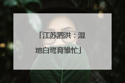 江苏泗洪：湿地白鹭育雏忙