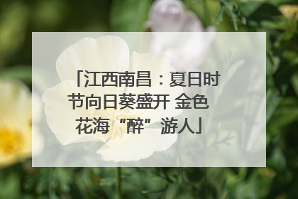 江西南昌：夏日时节向日葵盛开 金色花海“醉”游人