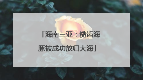 海南三亚：糙齿海豚被成功放归大海
