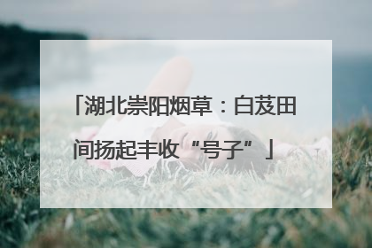 湖北崇阳烟草：白芨田间扬起丰收“号子”