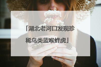湖北老河口发现珍稀鸟类蓝喉蜂虎