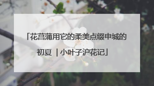 花菖蒲用它的柔美点缀申城的初夏  | 小叶子沪花记