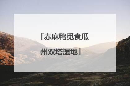 赤麻鸭觅食瓜州双塔湿地