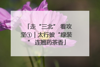 走“三北” 看攻坚①｜太行披“绿装” 连翘药茶香