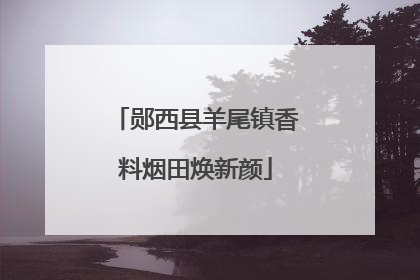 郧西县羊尾镇香料烟田焕新颜