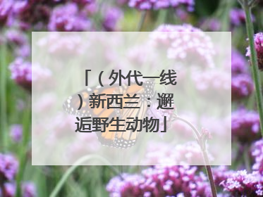 （外代一线）新西兰：邂逅野生动物