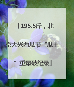 195.5斤，北京大兴西瓜节“瓜王”重量破纪录