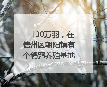 30万羽，在信州区朝阳镇有个鹌鹑养殖基地（图）