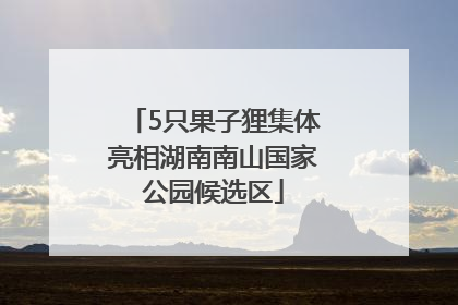 5只果子狸集体亮相湖南南山国家公园候选区